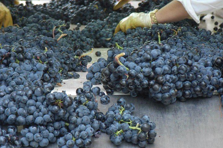 Small-Group Rioja Wine Tasting from Bilbao: Two Wineries, Pintxos in Laguardia (11/12)