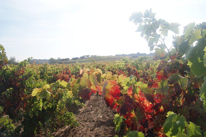 Rioja Wine Day from San Sebastian: Hotel Pick-Up, Two Wineries, Laguardia Lunch (7/12)