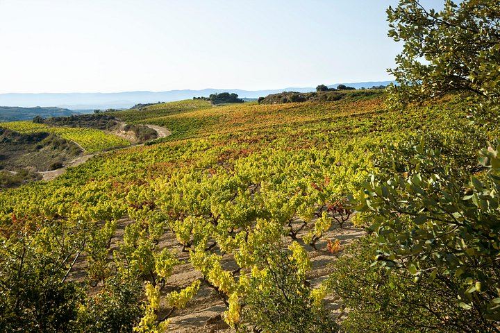Private Rioja Winery Day from San Sebastian: Four-Course Riojan Lunch with Lamb Chops (5/12)