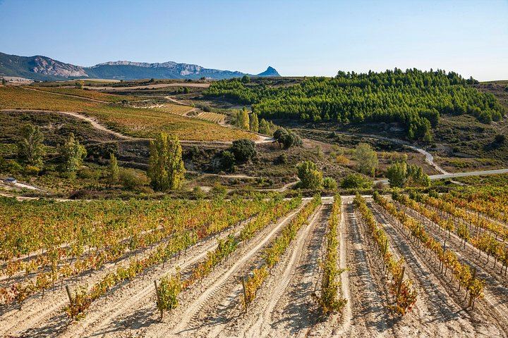 Private Rioja Winery Day from San Sebastian: Four-Course Riojan Lunch with Lamb Chops (3/12)
