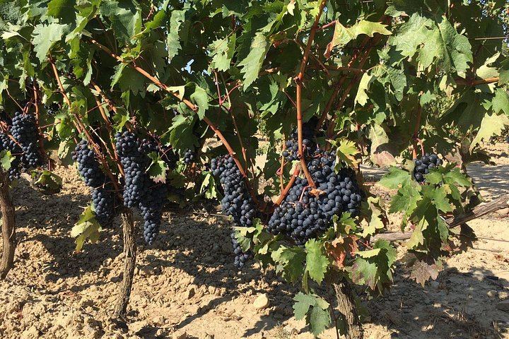 Small-Group Rioja Wine Tasting from Bilbao: Two Wineries, Pintxos in Laguardia (5/12)