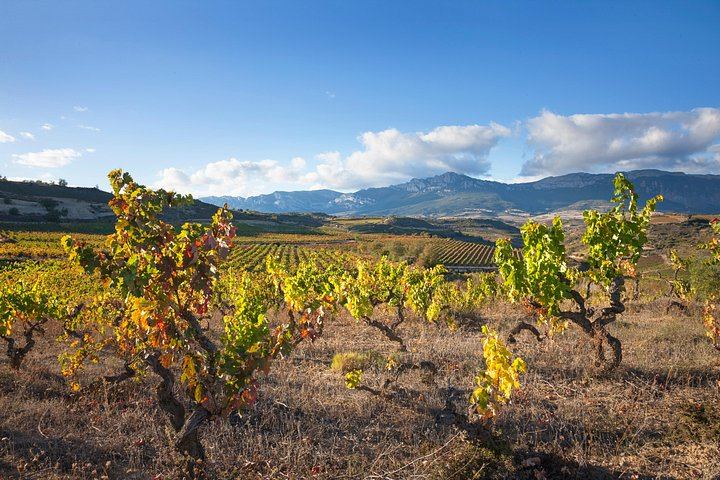 Small-Group Rioja Wine Tasting from Bilbao: Two Wineries, Pintxos in Laguardia (4/12)