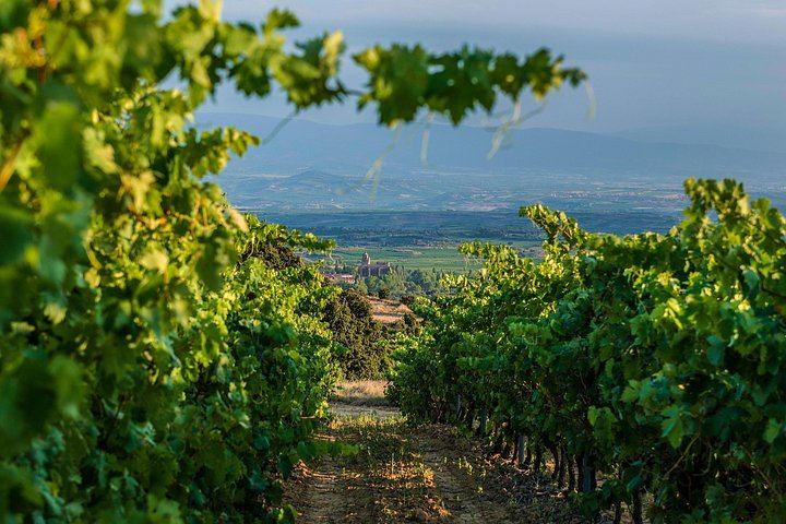 Small-Group Rioja Wine Tasting from Bilbao: Two Wineries, Pintxos in Laguardia (3/12)