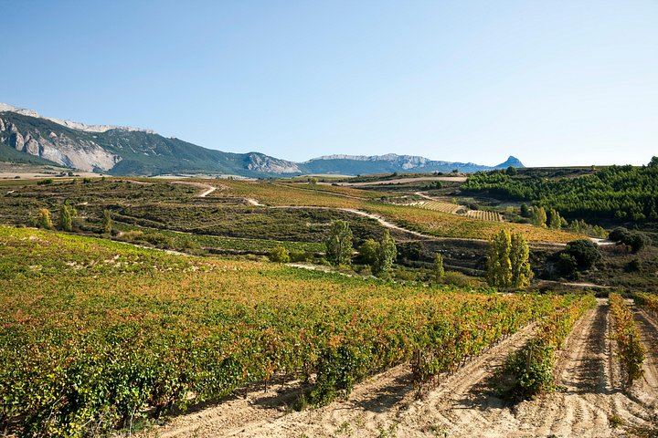 Private Rioja Winery Day from San Sebastian: Four-Course Riojan Lunch with Lamb Chops (4/12)