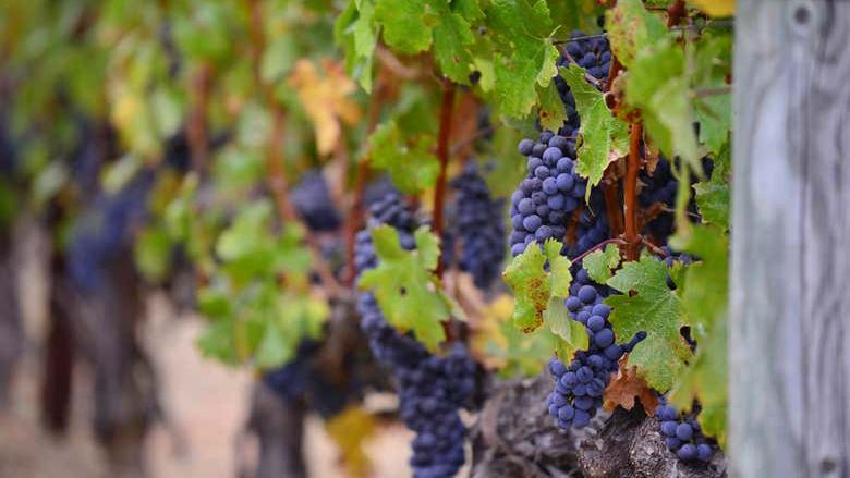 Laguardia and Haro Day Trip from Bilbao with Two Wineries, 8 Hours (4/9)