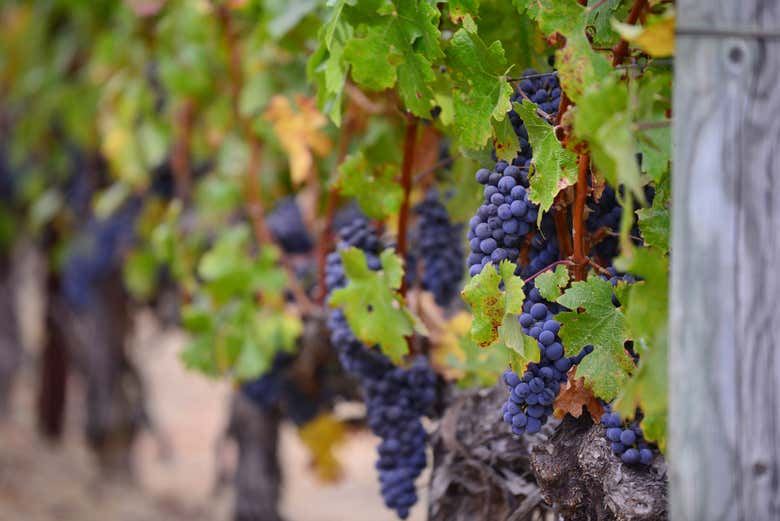 Laguardia and Haro Day Trip from Bilbao with Two Wineries, 8 Hours (4/9)