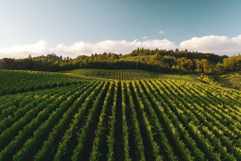 Laguardia and Haro Day Trip from Bilbao with Two Wineries, 8 Hours (6/9)