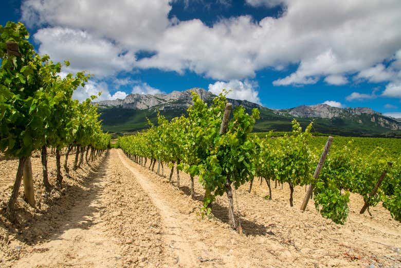 Laguardia and Haro Day Trip from Bilbao with Two Wineries, 8 Hours (7/9)