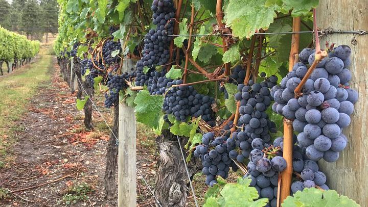 Lake Country Scenic Sip Wine Tour with Okanagan Wine Country Tours and Lunch Reservation (1/3)