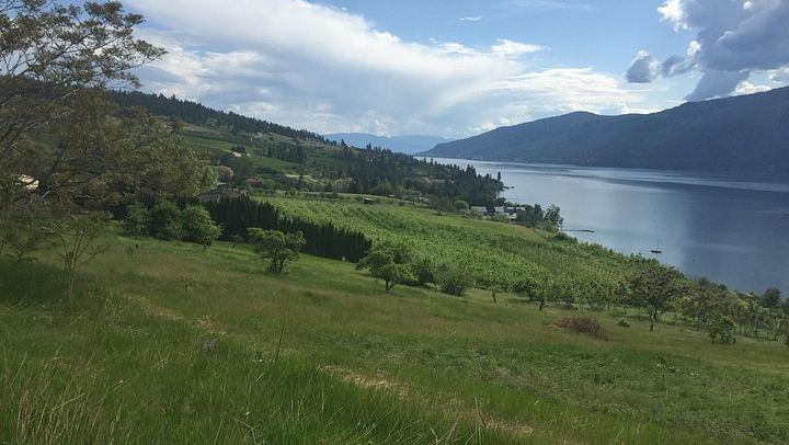 Lake Country Scenic Sip Wine Tour with Okanagan Wine Country Tours and Lunch Reservation (2/3)