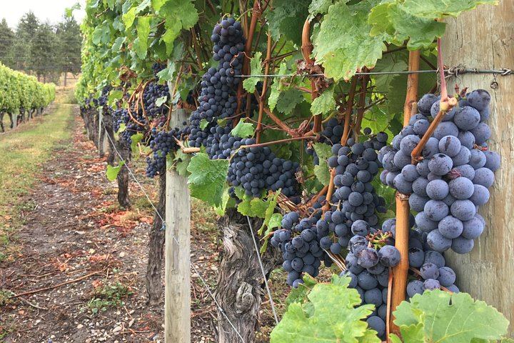 Lake Country Scenic Sip Wine Tour with Okanagan Wine Country Tours and Lunch Reservation (1/3)