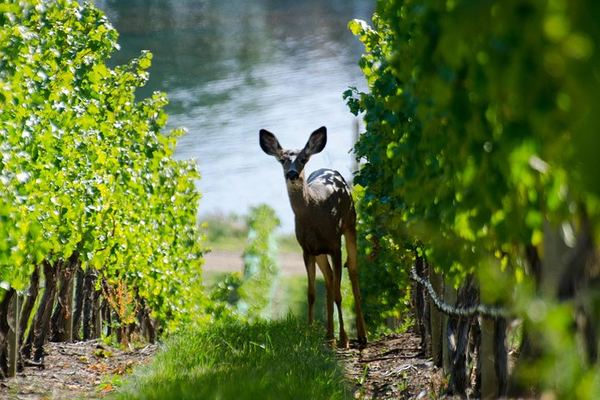 Lake Country Scenic Sip Wine Tour with Okanagan Wine Country Tours and Lunch Reservation