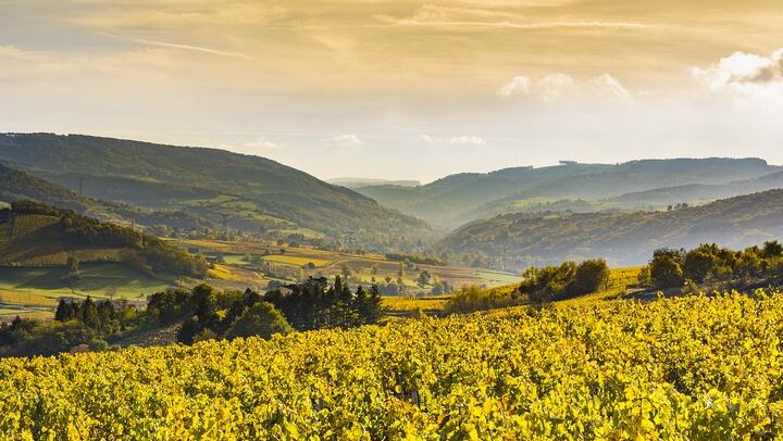 Dijon Full-Day Wine Tour: Three Tastings in the Côte de Nuits and Côte de Beaune (1/8)