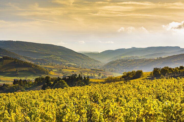 Dijon Full-Day Wine Tour: Three Tastings in the Côte de Nuits and Côte de Beaune (1/8)