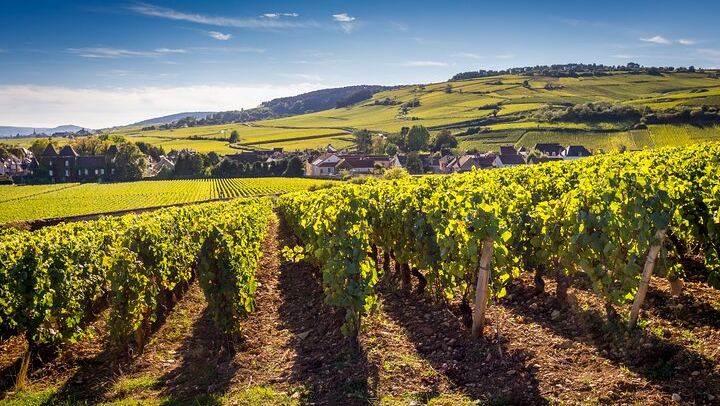Dijon Full-Day Wine Tour: Three Tastings in the Côte de Nuits and Côte de Beaune (3/8)