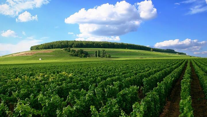 Dijon Full-Day Wine Tour: Three Tastings in the Côte de Nuits and Côte de Beaune (4/8)