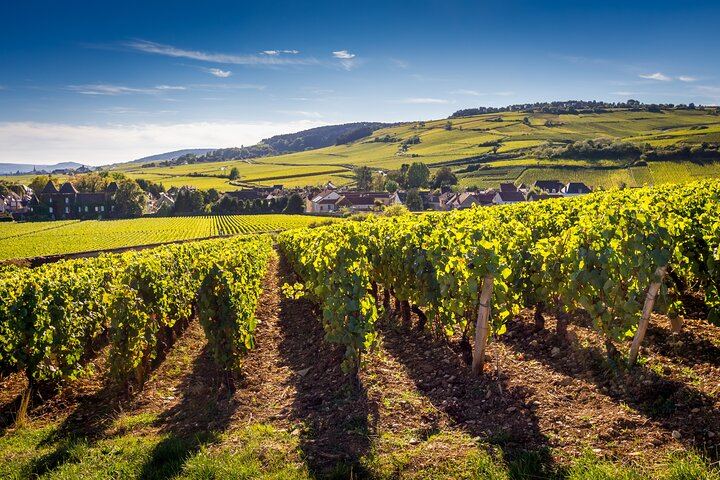 Dijon Full-Day Wine Tour: Three Tastings in the Côte de Nuits and Côte de Beaune (3/8)