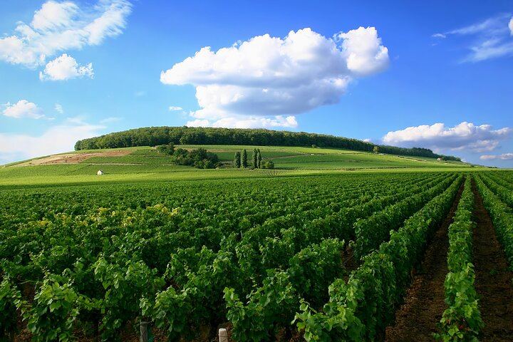 Dijon Full-Day Wine Tour: Three Tastings in the Côte de Nuits and Côte de Beaune (4/8)