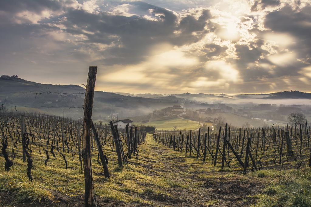 Vineyard hills of the Langhe under morning fog, Piedmont