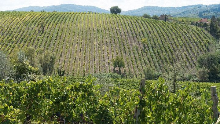 La Morra Winery Visit and Wine Tasting in the Langhe: 90-Minute Cellar Experience (1/9)