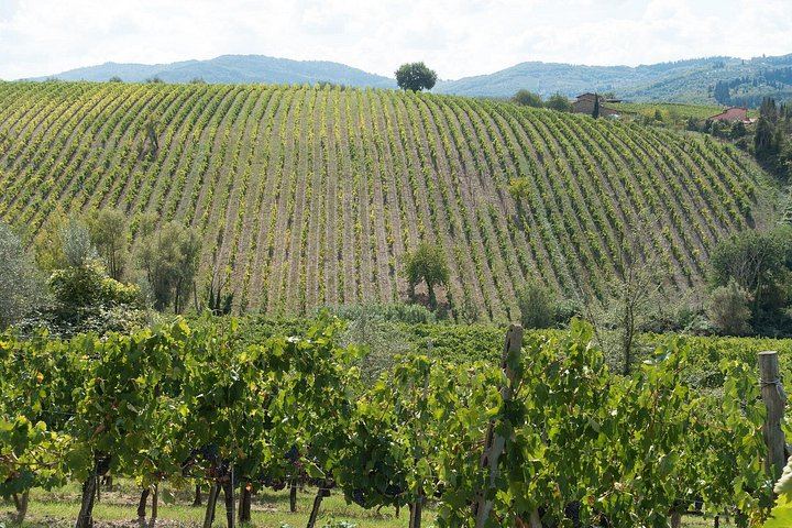 La Morra Winery Visit and Wine Tasting in the Langhe: 90-Minute Cellar Experience (1/9)
