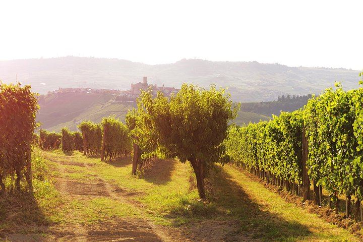 La Morra Winery Visit and Wine Tasting in the Langhe: 90-Minute Cellar Experience (9/9)