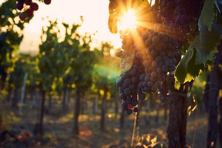 La Morra Winery Visit and Wine Tasting in the Langhe: 90-Minute Cellar Experience (7/9)