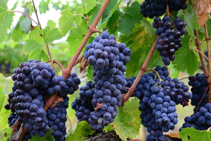 La Morra Winery Visit and Wine Tasting in the Langhe: 90-Minute Cellar Experience (6/9)