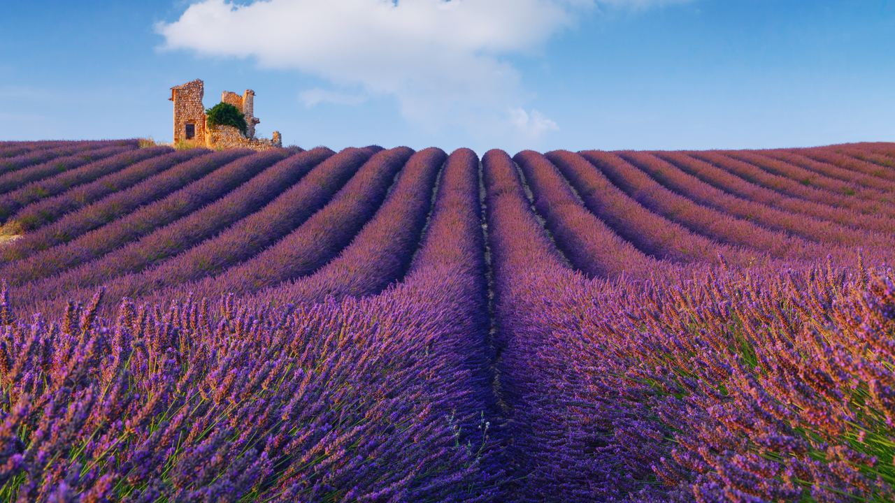 Rows of purple lavender on a hillside near Valensole in Provence, with a stone ruin on the horizon under a blue sky