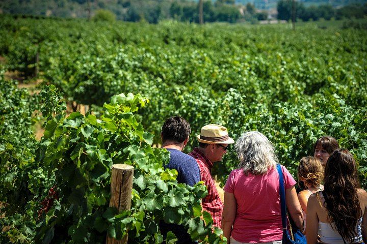 Private Full-Day Montserrat Trip with Own Guide, Black Virgin and Cava Cellar Tasting (5/8)