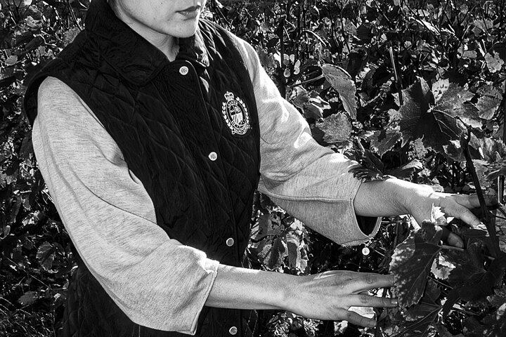 Premier Cru Champagne Vineyard Visit and Triple Tasting in Coulommes-la-Montagne (4/10)