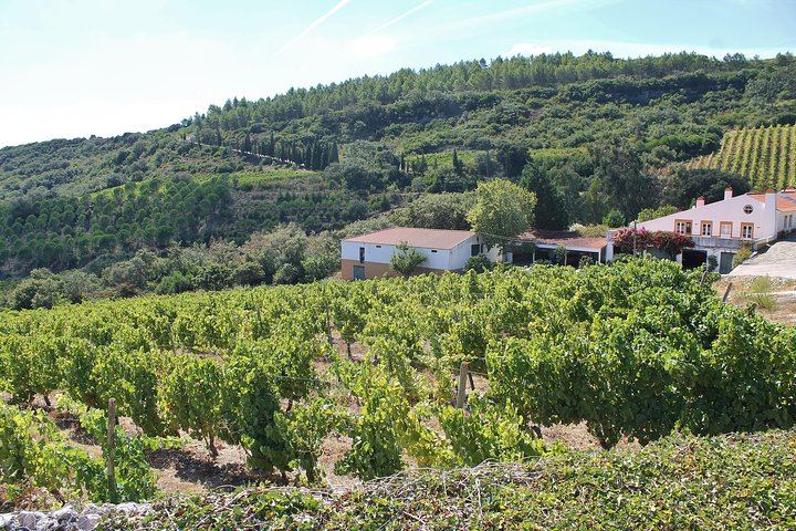 Private Setúbal Wine Tour from Lisbon: Palhoça and Ermelinda Freitas Wineries (7/9)