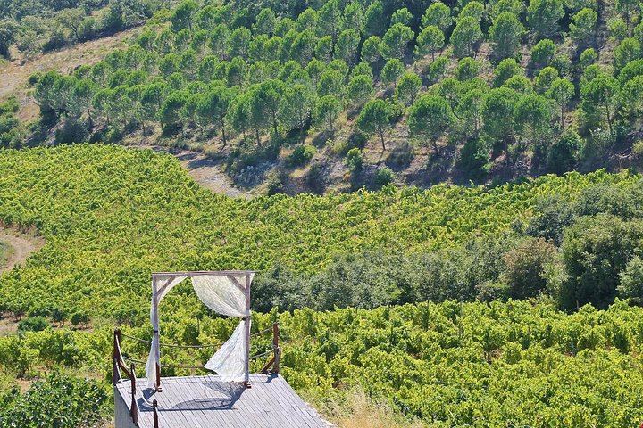 Private Setúbal Wine Tour from Lisbon: Palhoça and Ermelinda Freitas Wineries (5/9)
