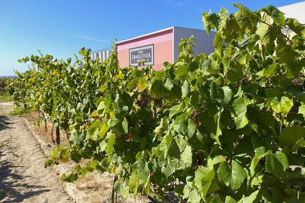 Private Setúbal Wine Tour from Lisbon: Palhoça and Ermelinda Freitas Wineries