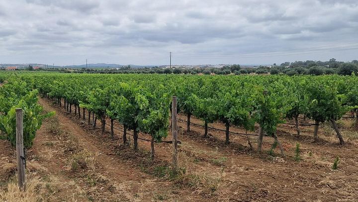 Arrábida Wine Day from Lisbon: Livramento Market, Leiveira Tile Factory and Two Cellars (3/12)