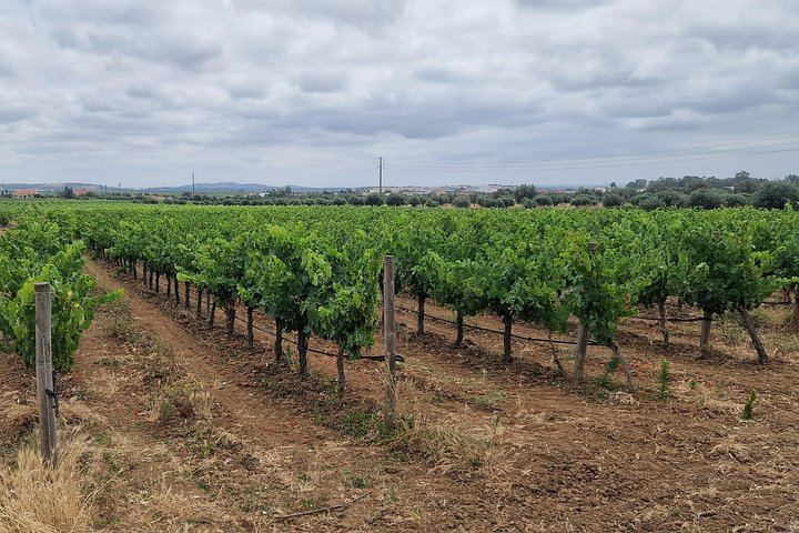 Arrábida Wine Day from Lisbon: Livramento Market, Leiveira Tile Factory and Two Cellars (3/12)
