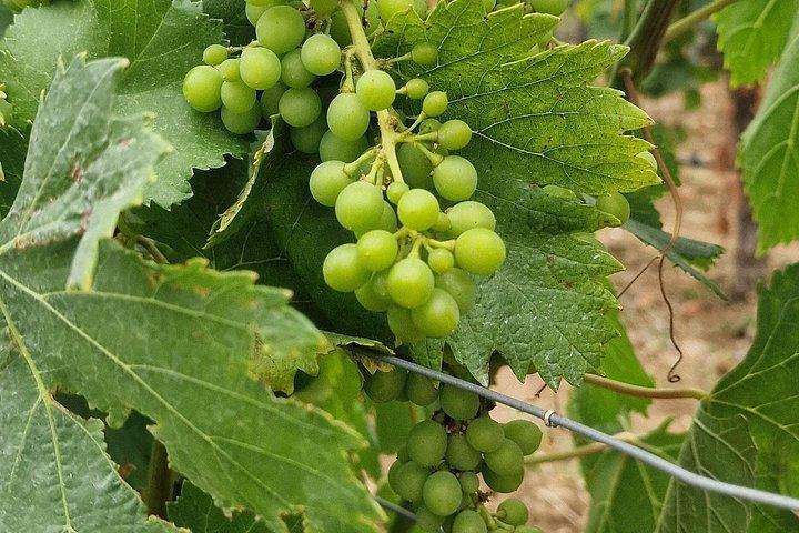 Arrábida Wine Day from Lisbon: Livramento Market, Leiveira Tile Factory and Two Cellars (9/12)