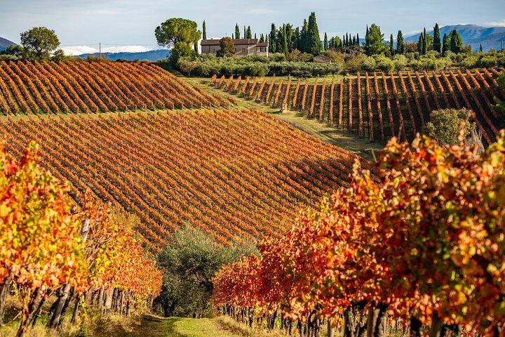 Private Chianti Wine Tour from Livorno Port: Greve, Panzano and a Hilltop Winery (5/8)