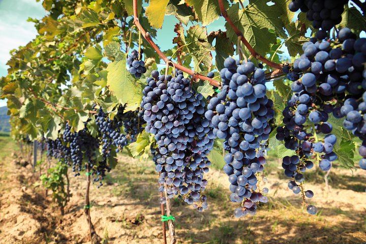 Private Chianti Wine Tour from Livorno Port: Greve, Panzano and a Hilltop Winery (8/8)