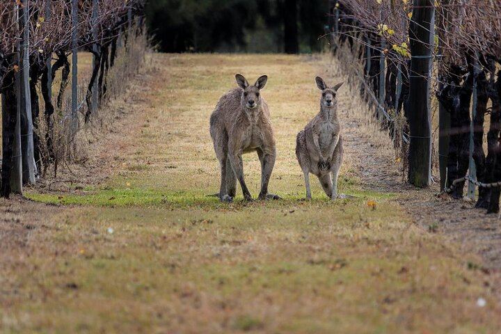 Social Hunter Valley Wine Tour from Sydney: Sobels, 4 Pines Lunch and Vineyard Picnic (6/7)