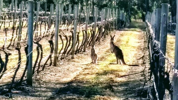 Owner-Led Hunter Valley Day Tour from Sydney: Wine, Cheese, Chocolate and Coffee Stop (2/12)