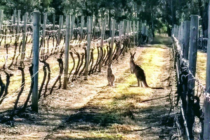 Owner-Led Hunter Valley Day Tour from Sydney: Wine, Cheese, Chocolate and Coffee Stop (2/12)