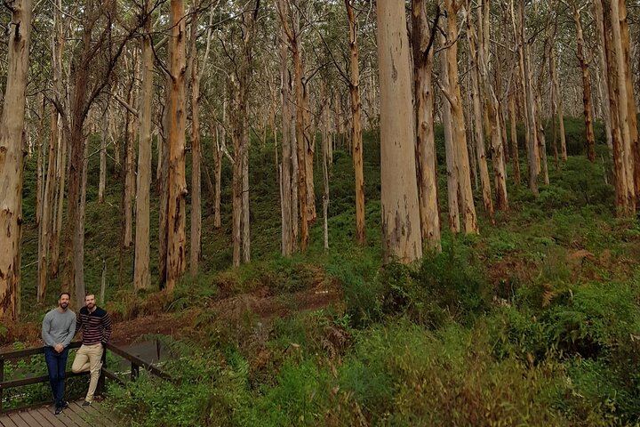 Margaret River Small-Group Tour: Coffee Roastery, Two Boutique Wineries, Boranup Forest (1/12)