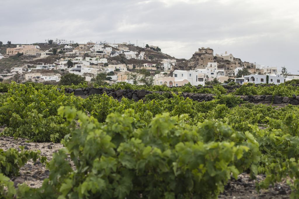 Low-trained grapevines in volcanic soil with a white village on the hillside, Santorini, Greece