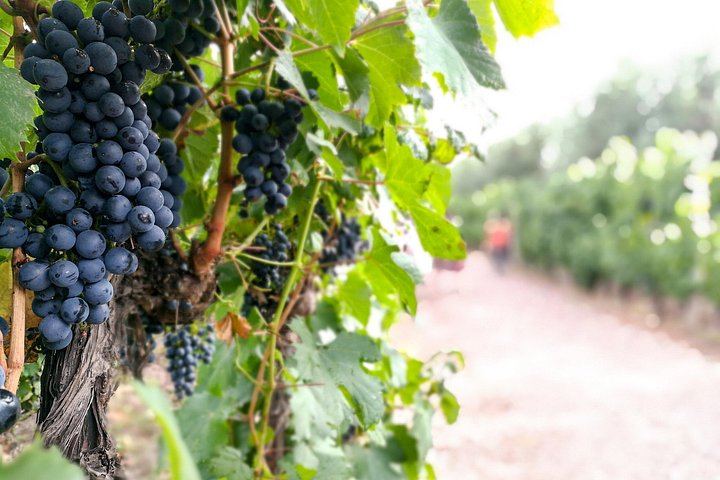 Private Luján de Cuyo Wine Day: Altieri, Susana Balbo and Sottano Lunch (6/9)