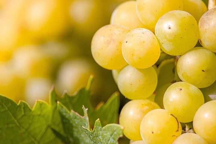 Luján de Cuyo Deluxe Full-Day Wine Tour: Caelum, Casarena and 6-Course Lunch (9/12)