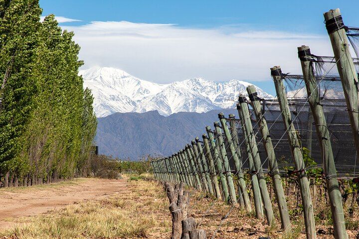 Luján de Cuyo Deluxe Full-Day Wine Tour: Caelum, Casarena and 6-Course Lunch (10/12)