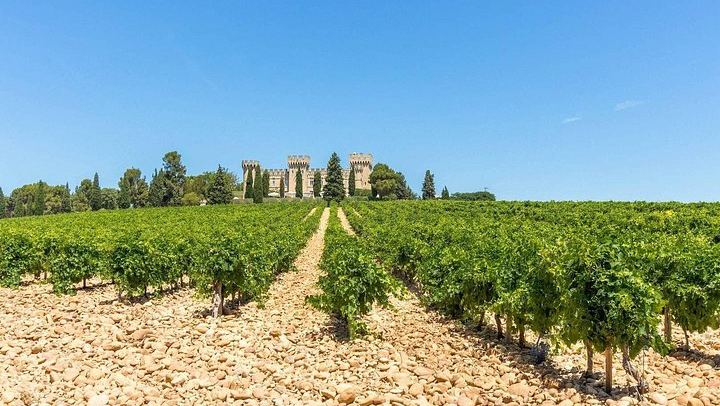 In-Depth Châteauneuf-du-Pape Wine Course: Terroirs, Viticulture and Tastings (1/4)