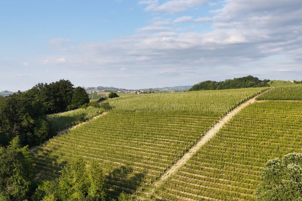 Aerial view of green vineyard rows in the Barolo area of the Langhe, Piedmont
