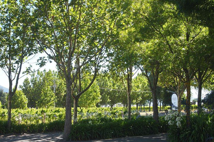 Marlborough Wine Tour from the Port of Picton for Cruise Passengers, 4-5 Hours (2/10)